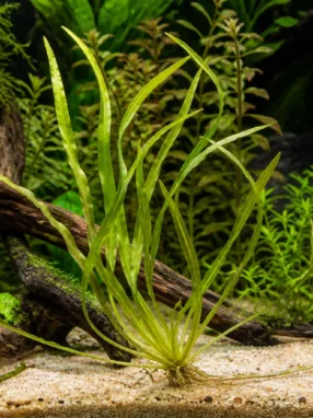 Ottelia ulvifolia