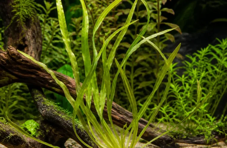 Ottelia ulvifolia