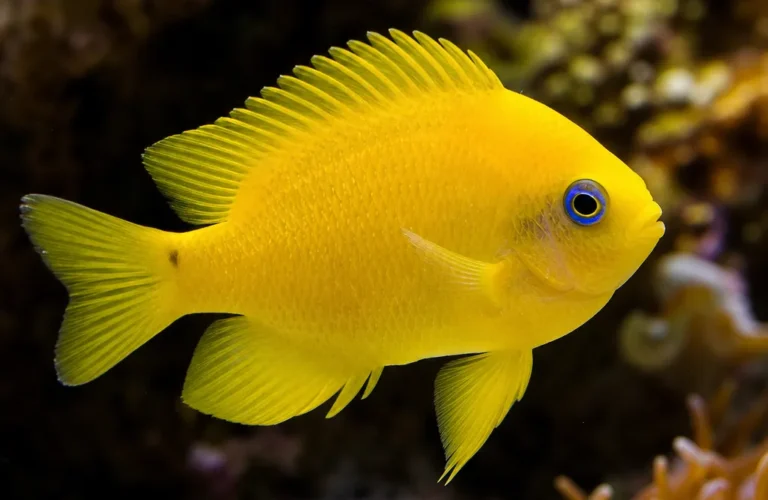 Garbik cytrynowy - Pomacentrus moluccensis