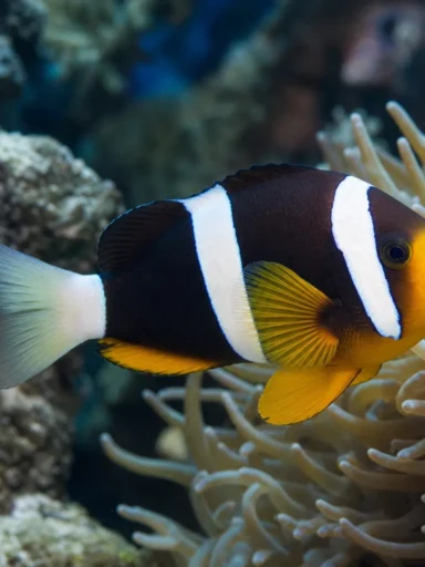Błazenek szerokopręgi - Amphiprion latezonatus