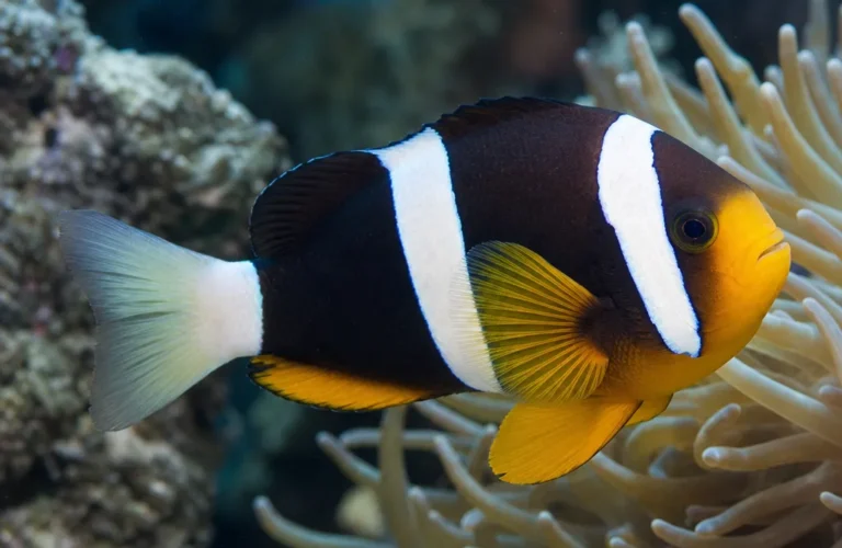 Błazenek szerokopręgi - Amphiprion latezonatus