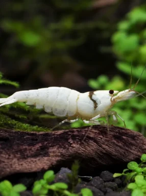 Krewetka Snow White Bee - Caridina logemanni 'Snow White'
