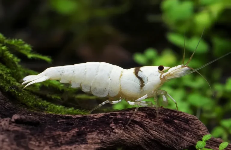 Krewetka Snow White Bee - Caridina logemanni 'Snow White'