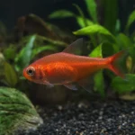 Aponogeton crispus