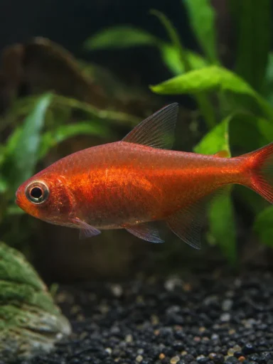 Tetra ognista - Hyphessobrycon flammeus
