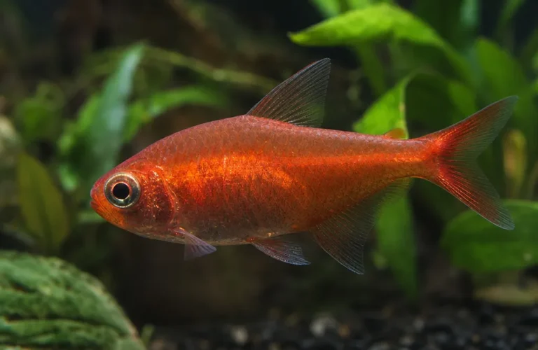 Tetra ognista - Hyphessobrycon flammeus