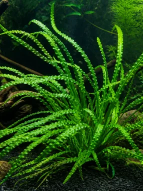 Aponogeton crispus