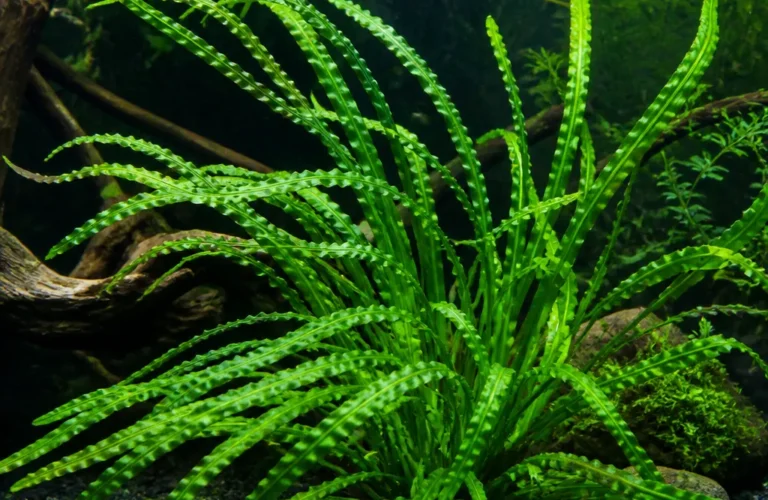 Aponogeton crispus