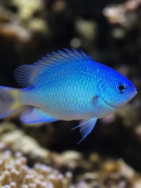 Garbik pawiooki - Pomacentrus pavo