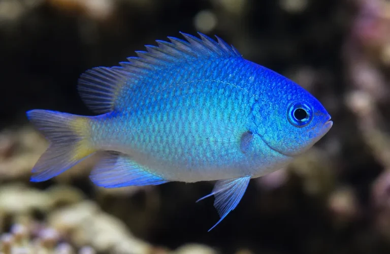 Garbik pawiooki - Pomacentrus pavo
