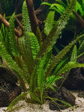 Aponogeton ulvaceus
