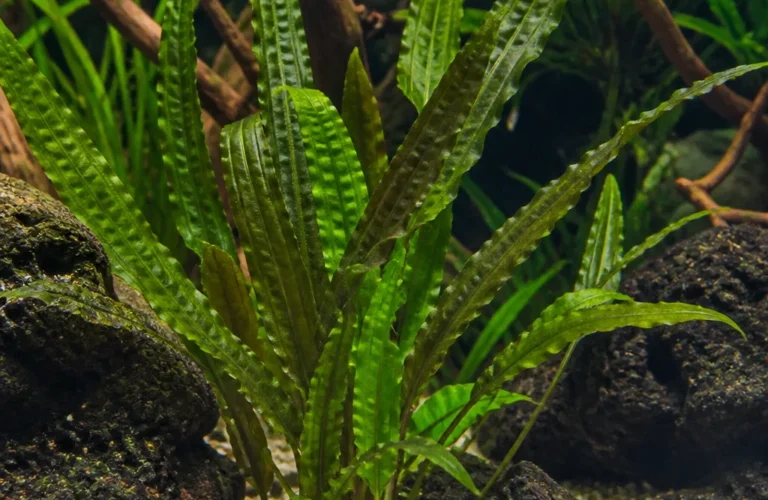 Aponogeton ulvaceus