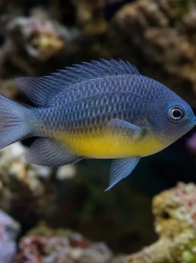 Garbik złotobrzuchy - Pomacentrus auriventris