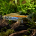 Krewetka Pure Red Line – Caridina logemanni 'Pure Red Line’