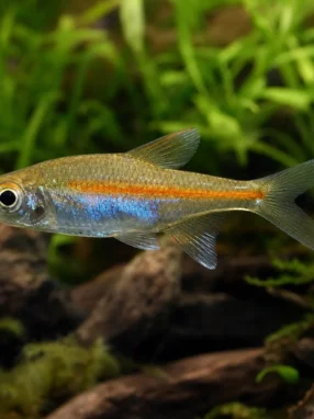 Tetra królewska - Inpaichthys kerri