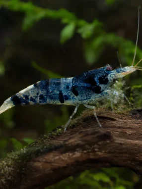 Krewetka Blue Carbon Rili - Neocaridina davidi 'Blue Carbon Rili'