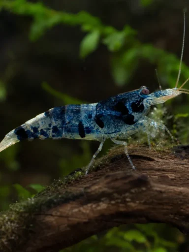 Krewetka Blue Carbon Rili - Neocaridina davidi 'Blue Carbon Rili'