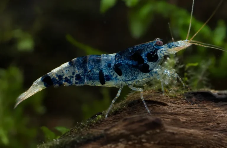 Krewetka Blue Carbon Rili - Neocaridina davidi 'Blue Carbon Rili'