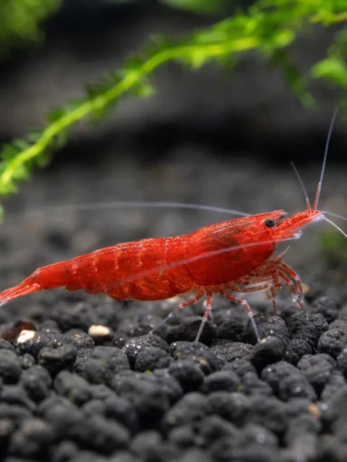 Krewetka Pure Red Line - Caridina logemanni 'Pure Red Line'