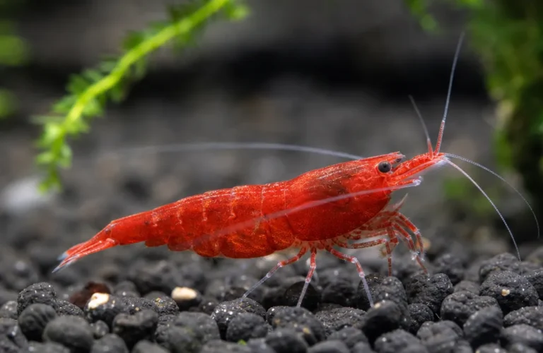Krewetka Pure Red Line - Caridina logemanni 'Pure Red Line'
