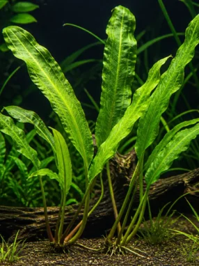 Aponogeton madagascariensis