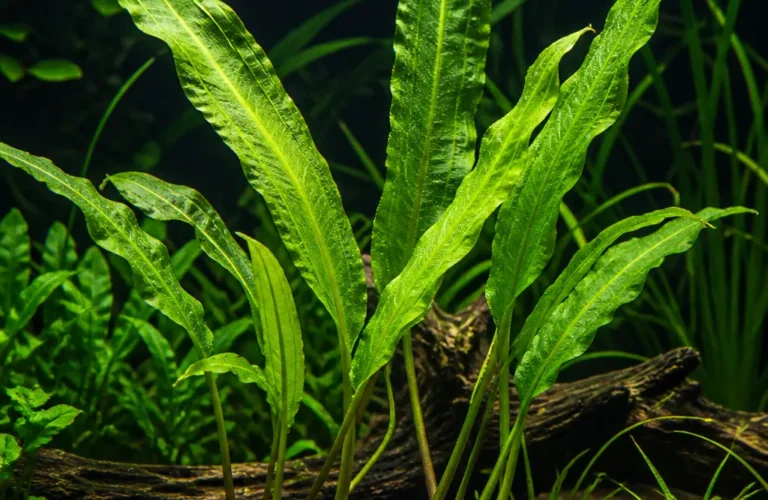 Aponogeton madagascariensis