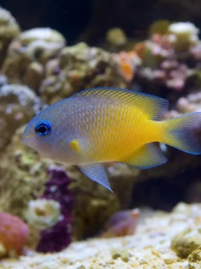 Garbik bankanensis - Pomacentrus bankanensis