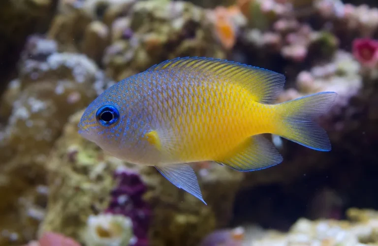 Garbik bankanensis - Pomacentrus bankanensis