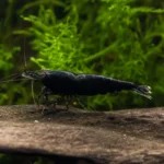 Akwarium 250 l