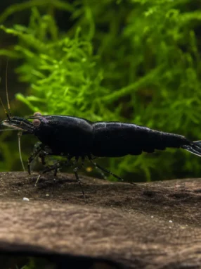 Krewetka Pure Black Line - Caridina logemanni 'Pure Black Line'