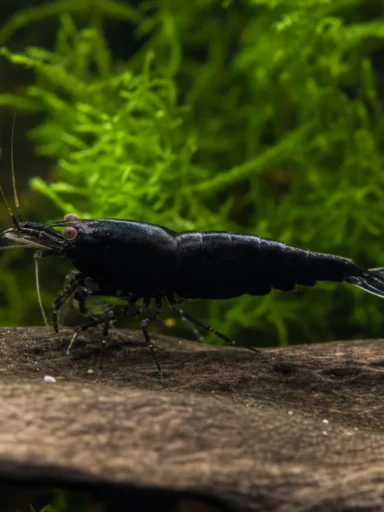 Krewetka Pure Black Line - Caridina logemanni 'Pure Black Line'