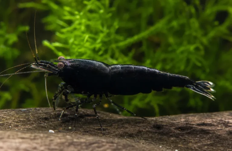 Krewetka Pure Black Line - Caridina logemanni 'Pure Black Line'