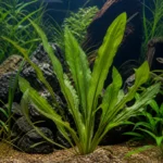 Akwarium 250 l