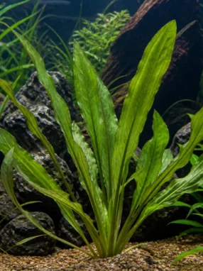 Aponogeton boivinianus