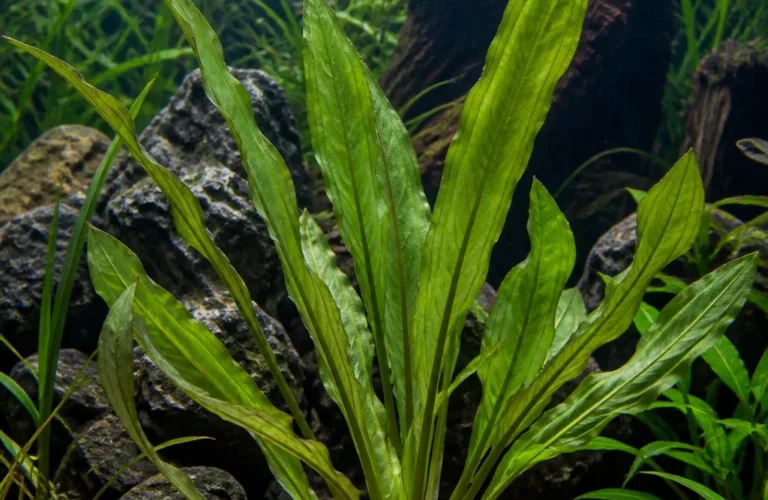 Aponogeton boivinianus