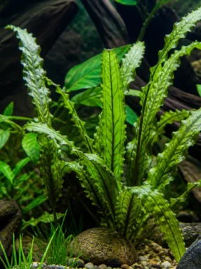 Aponogeton longiplumulosus