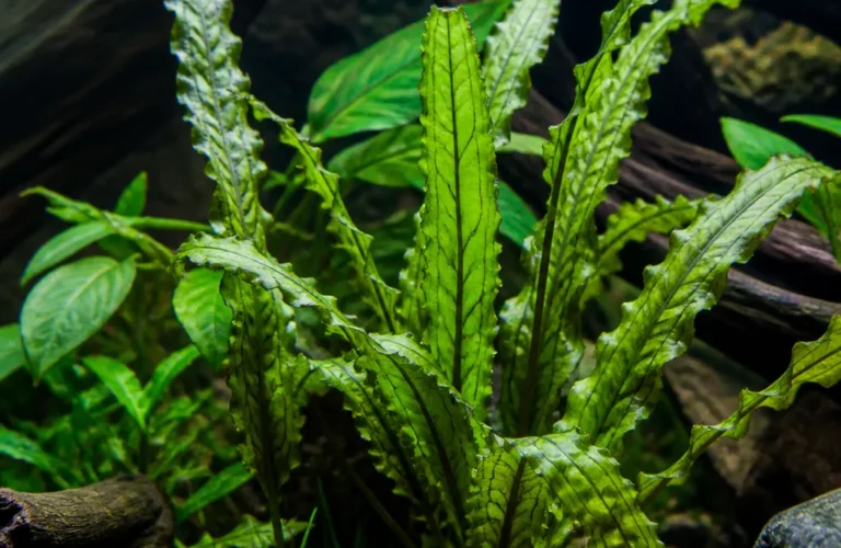 Aponogeton longiplumulosus