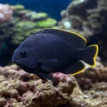 Tetra czerwonooka – Moenkhausia sanctaefilomenae