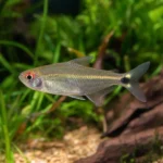 Krewetka Tiger – Caridina mariae