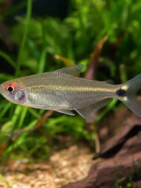 Tetra czerwonooka - Moenkhausia sanctaefilomenae