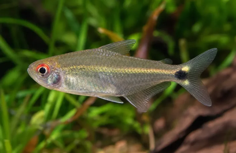 Tetra czerwonooka - Moenkhausia sanctaefilomenae