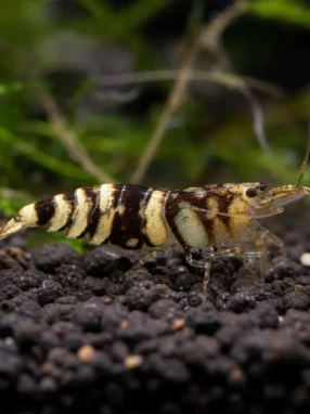 Krewetka Tiger - Caridina mariae