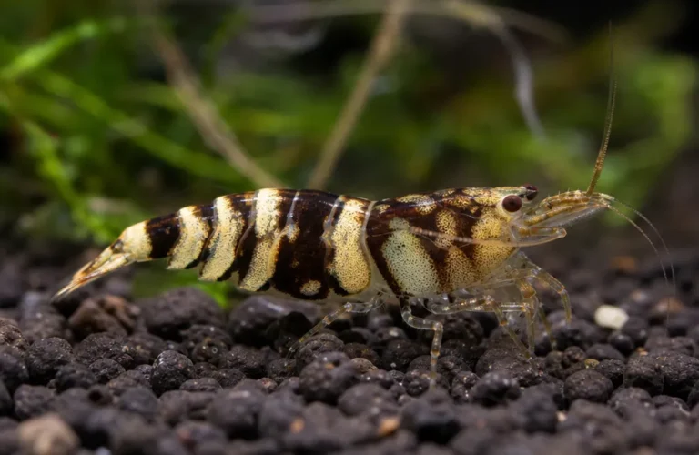 Krewetka Tiger - Caridina mariae
