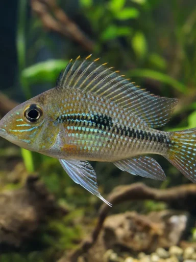 Pielęgniczka boliwijska - Mikrogeophagus altispinosus