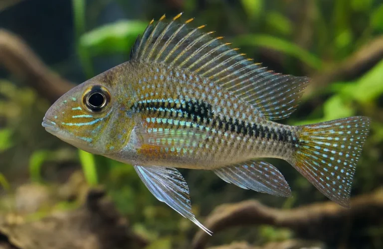 Pielęgniczka boliwijska - Mikrogeophagus altispinosus