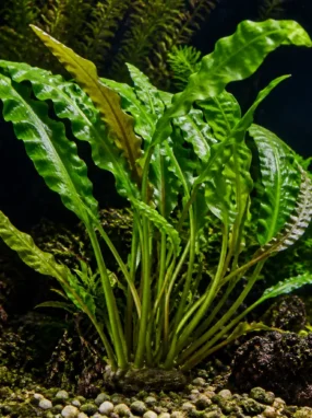 Aponogeton undulatus