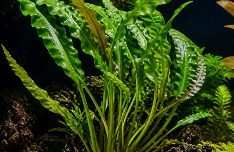Aponogeton undulatus