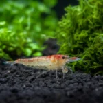 Tetra Buenos Aires – Psalidodon anisitsi