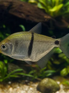 Tetra Buenos Aires - Psalidodon anisitsi