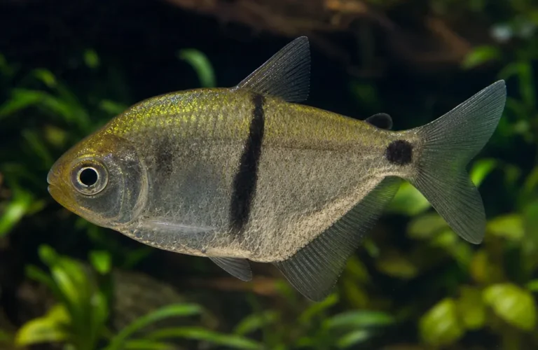 Tetra Buenos Aires - Psalidodon anisitsi